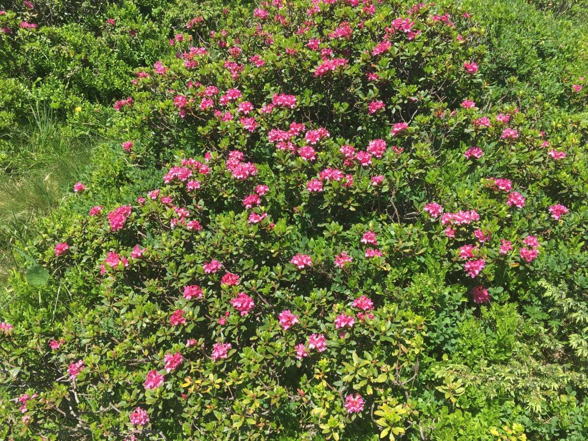 Holzknechthuette Villa Lachtal Dış mekan fotoğraf
