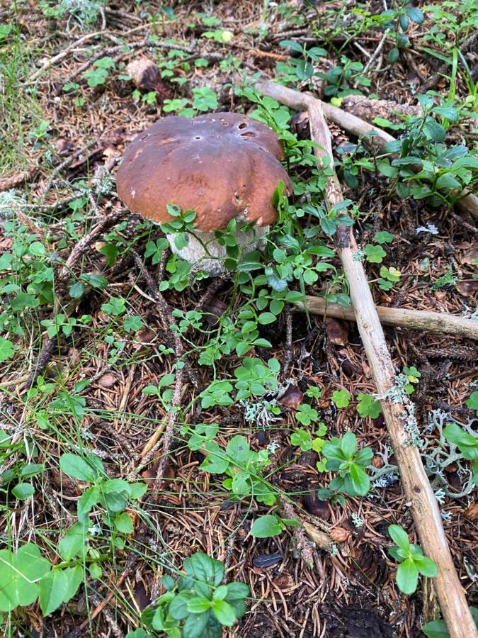 Holzknechthuette Villa Lachtal Dış mekan fotoğraf